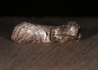 Ellida caniplaga