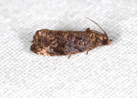 Endothenia hebesana