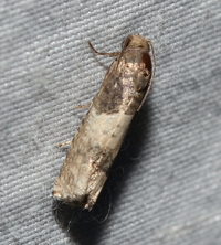 Epiblema desertana