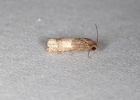 Epiblema desertana