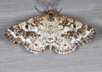 Eufidonia convergaria