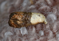 Eugnosta erigeronana