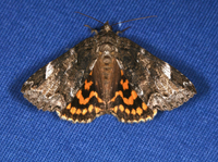 Euparthenos nubilis