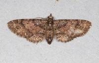 Eupithecia palpata