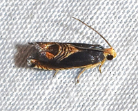 Grapholita new species 1