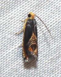 Grapholita new species 1