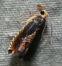 Grapholita new species 1