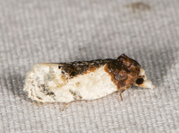 Henricus edwardsiana