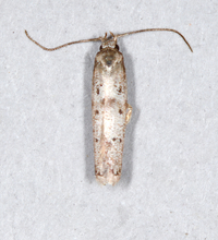 Hypatopa unidentified species