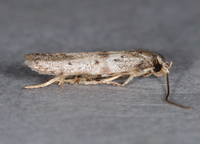 Hypatopa unidentified species