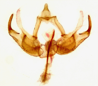 Hypatopa unidentified species