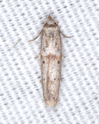 Hypatopa unidentified species