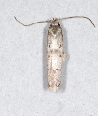 Hypatopa unidentified species