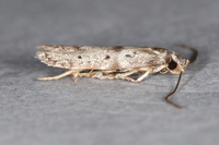 Hypatopa unidentified species