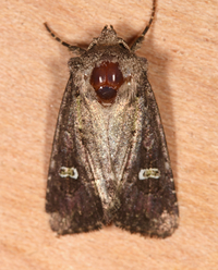 Lacinipolia renigera
