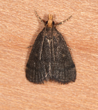 Loxostegopsis merrickalis