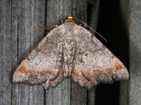 Macaria transitaria