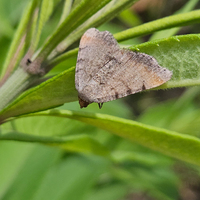 Macaria transitaria