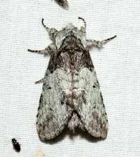 Macrurocampa marthesia