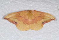 Oreta rosea