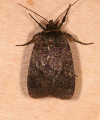 Orthodes cynica