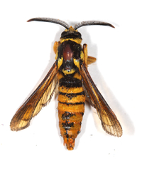 Paranthrene simulans