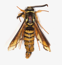Paranthrene simulans