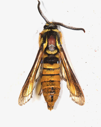 Paranthrene simulans