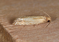 Pelochrista cataclystiana