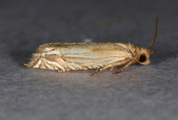Pelochrista cataclystiana
