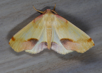 Plagodis serinaria