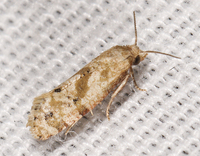 Platphalonidia magdalenae
