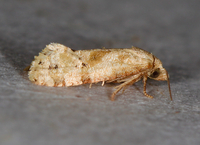 Platphalonidia magdalenae