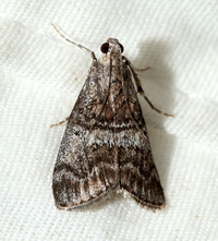 Pococera asperatella