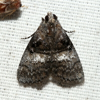 Pococera asperatella