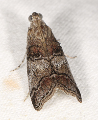 Pococera maritimalis