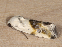 Ponometia candefacta