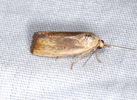 Ponometia parvula