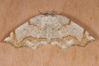 Probole amicaria
