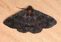 Pseudanthracia coracias