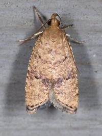 Psilocorsis quercicella
