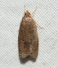 Psilocorsis reflexella
