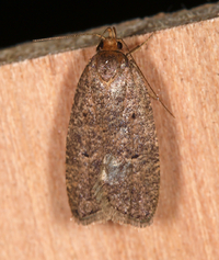 Psilocorsis reflexella