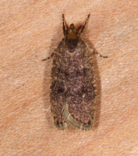 Psilocorsis reflexella