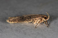 Psilocorsis reflexella
