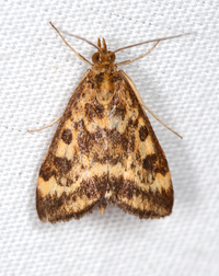 Pyrausta subsequalis