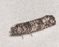 Retinia gemistrigulana
