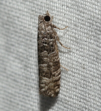 Retinia gemistrigulana