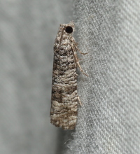 Retinia gemistrigulana
