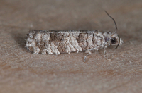 Retinia gemistrigulana
